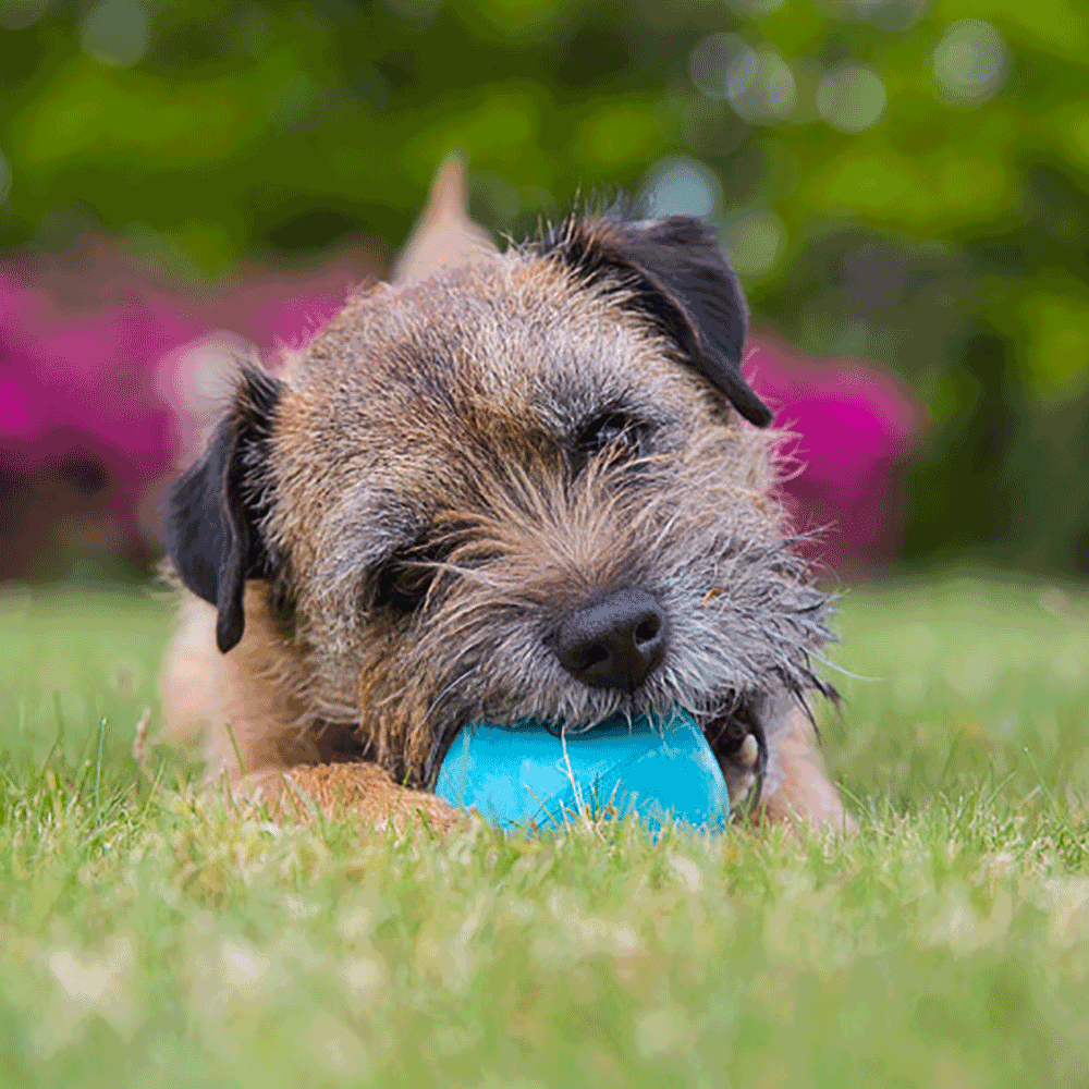 Bild: BeCo Pets Hundeball BeCo Ball grün