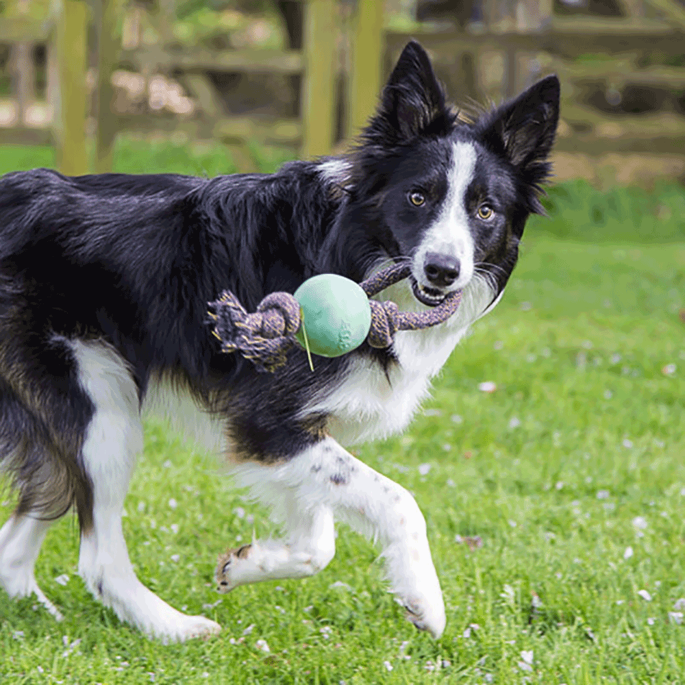 Bild: BeCo Pets Hundeball BeCo Ball mit Seil grün